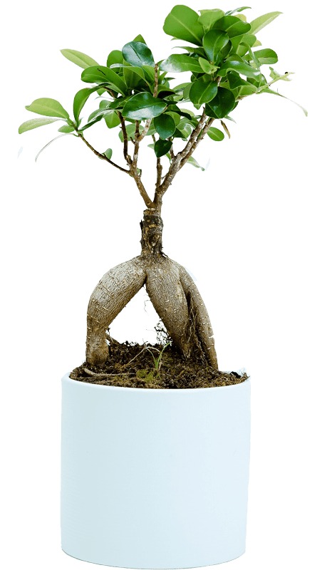 Plant in pot